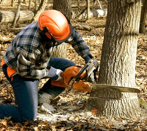 Tree Removal in Nicasio, CA